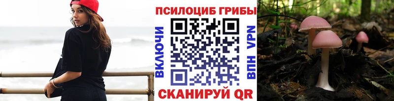 Псилоцибиновые грибы Cubensis Сальск
